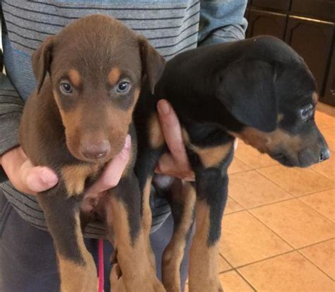 Fawn male <b>Doberman</b> pups <b>for sale</b>, $250. . Doberman puppies for sale in texas craigslist near